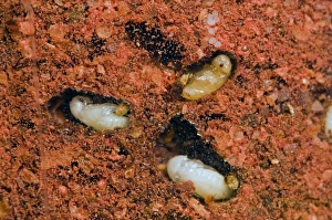 Tobacco / Cigarette Beetle larvae and pupae in infested red chilli powder Tobacco / Cigarette Beetle larvae and pupae in infested red chilli powder