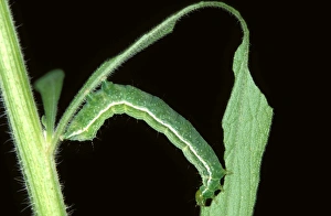 Tobacco looper moth larva - parasitised by a wasp (fam. Encyrtidae) Tobacco looper moth larva - parasitised by a wasp (fam. Encyrtidae)
