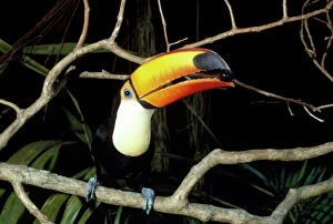 Images Dated 13th May 2009: Toco Toucan - feeding on Jamun berry Guyana, South America