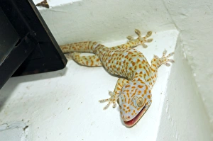 Tokay Gecko - adult on a corner of a building after night feeding on insects - attracted Tokay Gecko - adult on a corner of a building after night feeding on insects - attracted