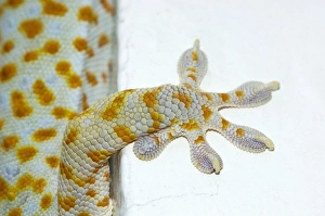 Tokay Gecko - adult front foot holding onto a corner of a building Tokay Gecko - adult front foot holding onto a corner of a building