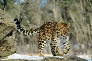Leopard Cat Gallery: TOM-1004