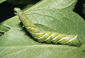 Images Dated 2nd February 2005: Tomato Hornworm Moth Larvae. Throughout California, USA