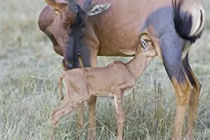 Images Dated 8th October 2005: Topi - mother and newborn calf feeding (less than 3 days old)
