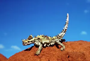 Prints of JPF-3670 THORNY DEVIL Australia Moloch moloch horridus Jean Paul Ferrero Please note that prints are for personal display purposes only and may not be reproduced in any way. Moloch Prints: Thorny Devil Print, Moloch moloch horridus