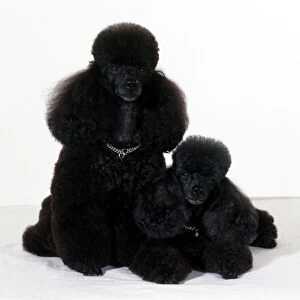 Utility Breeds Collection: Toy Poodle Dog - with puppy