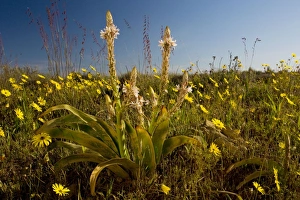 Trachyandra falcata on Renosterveld (a shrubby vegetation type rich in bulbs) Trachyandra falcata on Renosterveld (a shrubby vegetation type rich in bulbs)