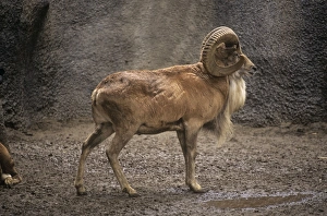 Transcaspian Mouflon / Urial Sheep Transcaspian Mouflon / Urial Sheep