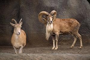 Transcaspian Urial WIld Sheep - female & male Transcaspian Urial WIld Sheep - female & male