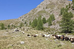 Images Dated 1st May 2013: Transhumance: the great sheep trek across