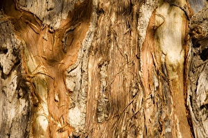 Tree Bark damaged by African Elephants rubbing their tusks up against the tree Tree Bark damaged by African Elephants rubbing their tusks up against the tree