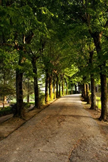 Images Dated 21st January 2013: Tree-lined pathway in Montepulciano, Tuscany