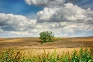 Middle Gallery: Tree in the middle of a plowed field