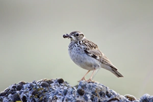 Tree Pipit - Adult bird carrying a beak full of insects to its nestlings Tree Pipit - Adult bird carrying a beak full of insects to its nestlings