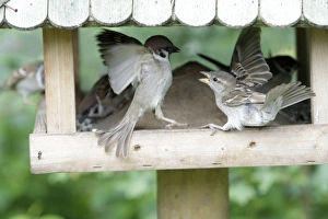 Tree Sparrow and House Sparrow (Passer domesticus) squabbling at feeding station Tree Sparrow and House Sparrow (Passer domesticus) squabbling at feeding station