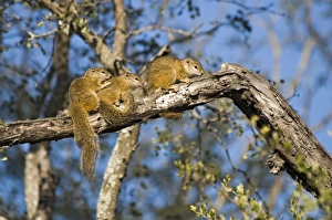 Tree Squirrels - group basking in early morning sun on tree branch Tree Squirrels - group basking in early morning sun on tree branch