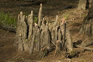 Images Dated 23rd October 2003: Tree stump - Bald Cypress Tree - 'knees' - Louisiana, USA - Found in southern U.S