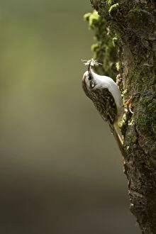 Nesting Material Gallery: Treecreeper adult climbing tree with nesting