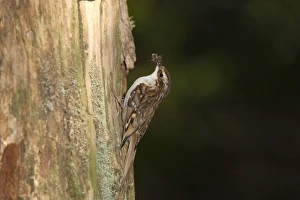Treecreeper - with a beak full of insects Treecreeper - with a beak full of insects