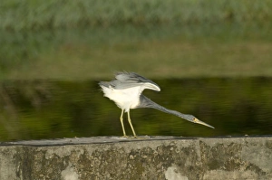 Tricoloured Heron - stretching neck and wings - on wall at water treatment plant Tricoloured Heron - stretching neck and wings - on wall at water treatment plant