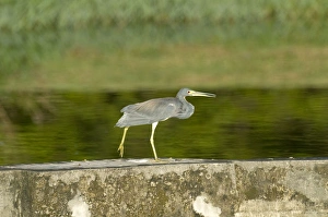 Tricoloured Heron - Walking along wall at water treatment plant Tricoloured Heron - Walking along wall at water treatment plant