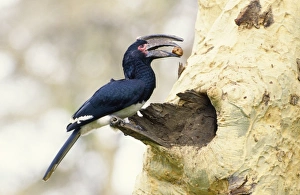 Trumpeter Hornbill - with food in beak Trumpeter Hornbill - with food in beak