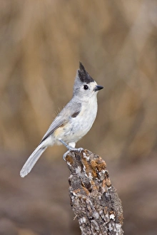 Tufted / Black-crested / Mexican Titmouse Tufted / Black-crested / Mexican Titmouse