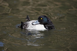 Tufted Duck - male preening its plumage on lake Tufted Duck - male preening its plumage on lake