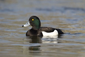 Tufted Duck - male swimming in calm water - March Tufted Duck - male swimming in calm water - March