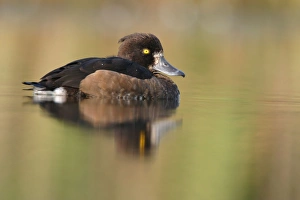 Tufted Duck - Waterlevel perspective of female Tufted Duck - Waterlevel perspective of female