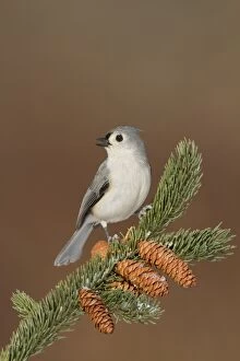 Tufted Titmouse Collection: Tufted Titmouse - in winter - January - Connecticut - USA