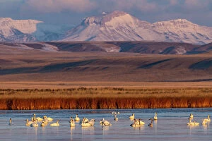 Fairfield Gallery: Tundra Swans with Ear Mountain in background during