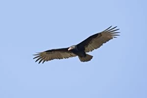 Cathartidae Gallery: Turkey Vulture - in flight