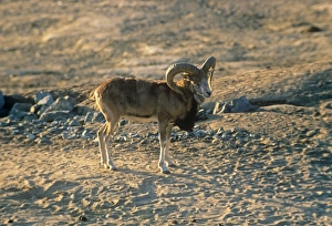 Turkomen / Afghan Urial Sheep - male Turkomen / Afghan Urial Sheep - male