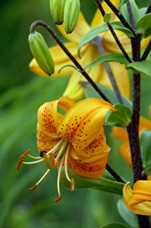 Turk's-cap Lily bears up to 20 pendulous orange flowers with conspicuous dark spots Turk's-cap Lily bears up to 20 pendulous orange flowers with conspicuous dark spots