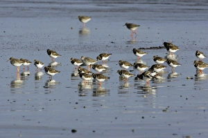 Turnstone - and Redshank (Tringa totanus), flock resting on beach, autumn Turnstone - and Redshank (Tringa totanus), flock resting on beach, autumn