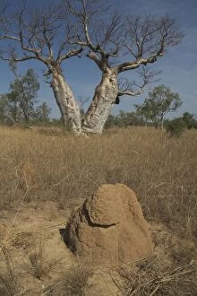 Images Dated 2nd October 2004: Twin Baobab Trees - and termite mound. Known as Boab Tree in Australia where it is the only species