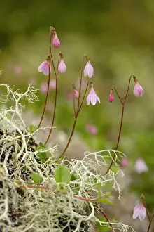Linnaea borealis Print - Twinflower, Rare in UK