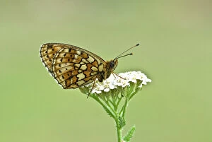 Images Dated 24th June 2008: Twin-spot fritillary - Underside, resting on umbellifer