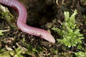 Caecilians Gallery: Uluguru pink Caecilian - on the forest floor