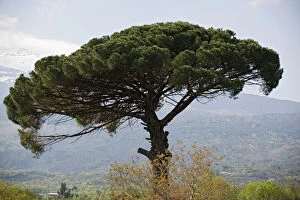 Umbrella Pine - in Sicilian landscape, on the slopes of Mount Etna