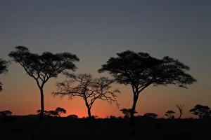 Umbrella Thorn Acacia / Umbrella Thorn / Israeli Babool Thorn - at sunset Umbrella Thorn Acacia / Umbrella Thorn / Israeli Babool Thorn - at sunset