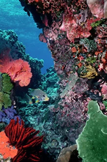Colonies Collection: Underwater coral reef scene - Colourful marine life at depth of 12m Komodo Island. Indonesia