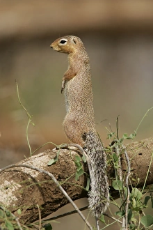 Unstriped Ground squirrel - on hind legs Unstriped Ground squirrel - on hind legs