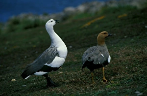 Upland goose - male and female pair Upland goose - male and female pair