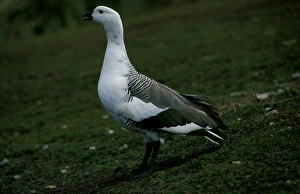 Upland goose - male vocalising Upland goose - male vocalising
