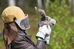 Ural Owl a researcher ringing young wearing