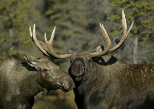 USA, Alaska, Anchorage. Close-up of male