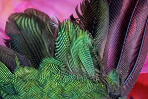 Hummingbird Gallery: USA, Arizona. Close-up of hummingbird feathers