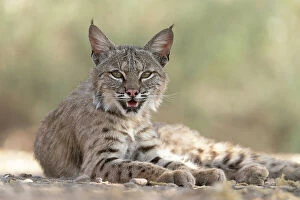 Lynx Gallery: USA, Arizona. Close-up of resting female bobcat